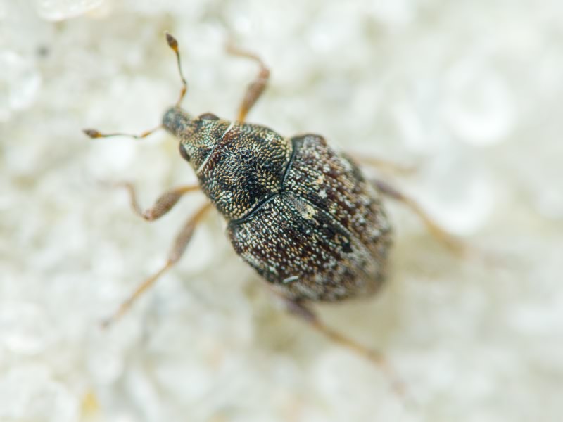 Rhinoncus bruchoides (Herbst, 1784)